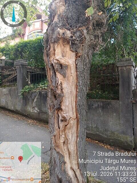 1 str. Bradului, aliniament, 1 acer negundo..