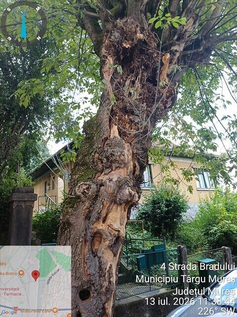 1 str. Bradului, aliniament, 1 acer negundo