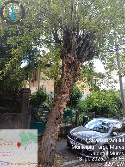 1 str. Bradului, aliniament, 1 acer negundo