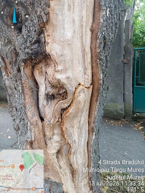 1 str. Bradului, aliniament, 1 acer negundo.