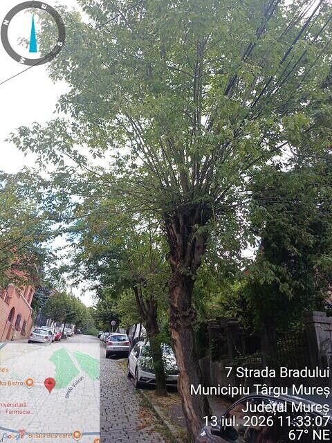 1 str. Bradului, aliniament, 1 acer negundo...