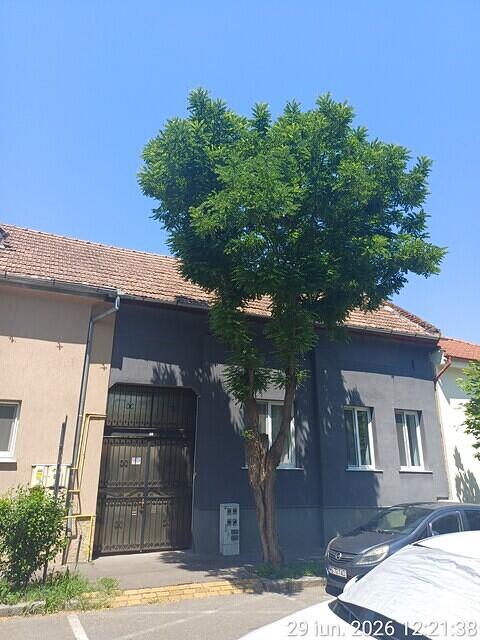 2 Republicii nr. 40, 1 salcâm