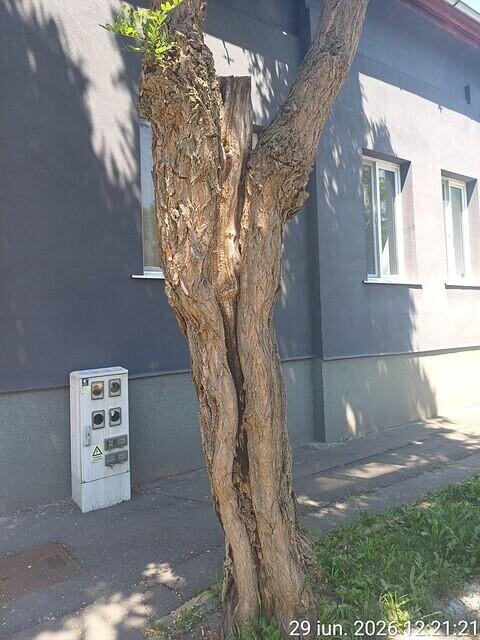 2 Republicii nr. 40, 1 salcâm
