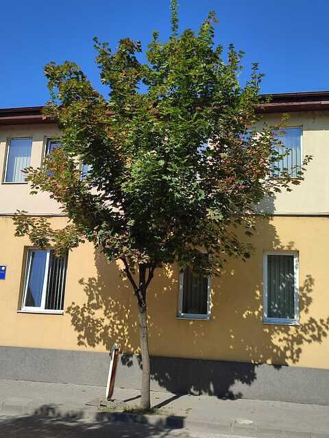 8 Cuza Vodă aliniament ( de la P-ța Iuliu Hossu - str. G. Enescu)