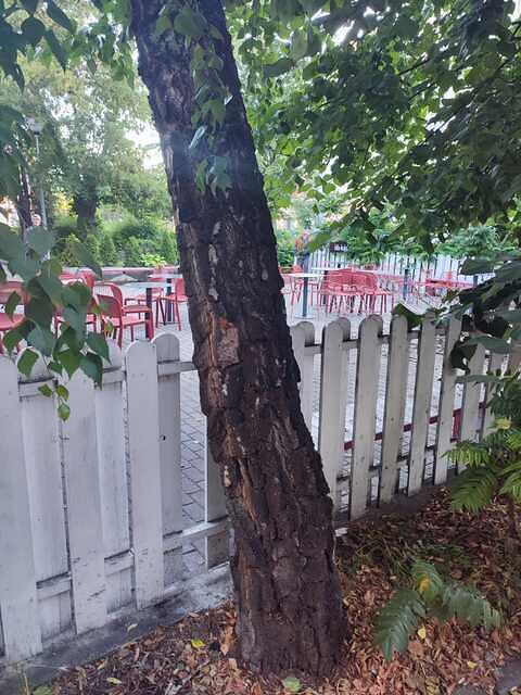6 str. Secuilor Martiri, F.N., lângă Crown Coffe, 1 mesteacăn.