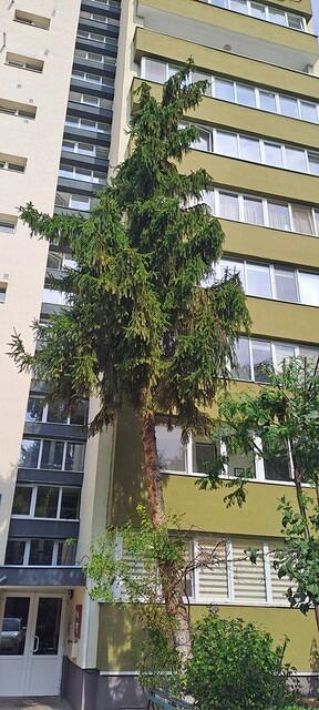 1 Brașovului nr. 13, 1 molid.