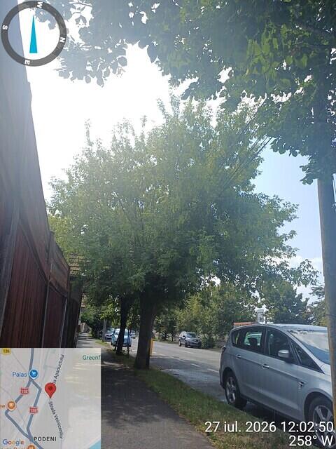 4 str. Voinicenilor, nr. 148-150, 1 acer negundo..