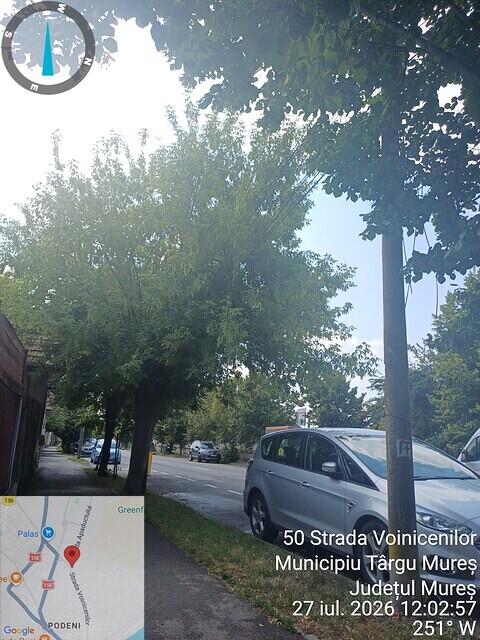 4 str. Voinicenilor, nr. 148-150, 1 acer negundo.