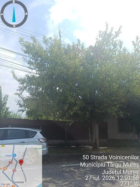 4 str. Voinicenilor, nr. 148-150, 1 acer negundo....