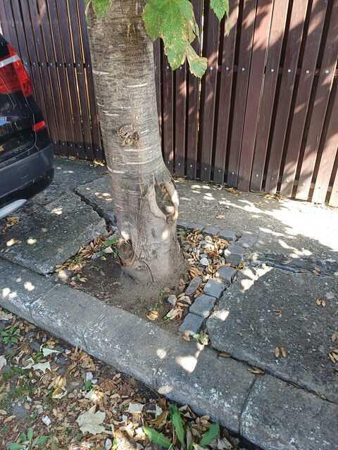 5 Substejeriș nr. 3, 1 paltin.