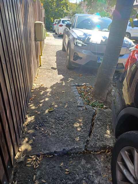 5 Substejeriș nr. 3, 1 paltin