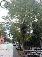 Str. Bradului, aliniament