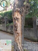 1 str. Bradului, aliniament, 1 acer negundo..