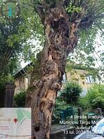1 str. Bradului, aliniament, 1 acer negundo