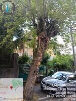 1 str. Bradului, aliniament, 1 acer negundo