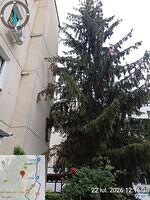 4 Iosif Hodoș, nr. 6, 1 molid