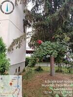 4 Iosif Hodoș, nr. 6, 1 molid