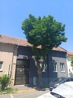 2 Republicii nr. 40, 1 salcâm