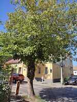 8 Cuza Vodă aliniament ( de la P-ța Iuliu Hossu - str. G. Enescu (2)