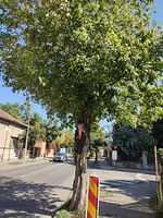 8 Cuza Vodă aliniament ( de la P-ța Iuliu Hossu - str. G. Enescu