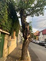 8. Belșugului 39(2)