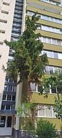 1 Brașovului nr. 13, 1 molid.