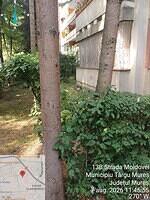 2 Moldovei nr. 13B, 2 pini, 2 molizi