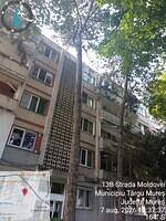 2 Moldovei nr. 13B, 2 pini, 2 molizi....