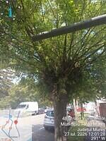 4 str. Voinicenilor, 148-150, 1 acer negundo...