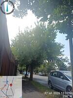 4 str. Voinicenilor, nr. 148-150, 1 acer negundo..