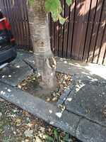 5 Substejeriș nr. 3, 1 paltin.